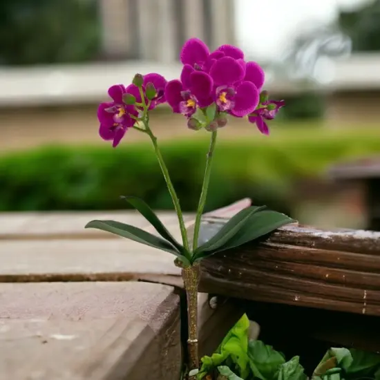 Phalaenopsis Spray 16" - 3 Packs {2}