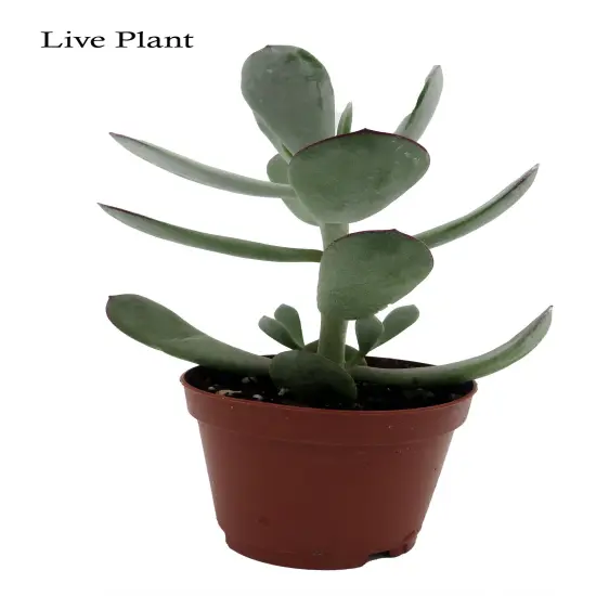 Pig's Ear Succulent Plant -Cotyledon Orbiculata - 2" Pot {2}