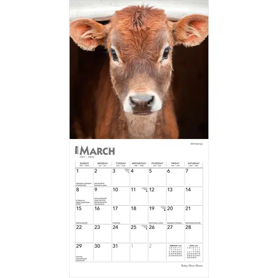 Baby Moo Moos | 2026 7 x 14 Inch (Hanging) Monthly Mini Wall Calendar {3}