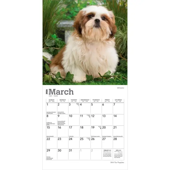 Shih Tzu Puppies | 2026 7 x 14 Inch (Hanging) Monthly Mini Wall Calendar {3}