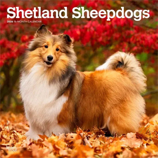 Shetland Sheepdogs | 2026 12 x 24 Inch (Hanging) Monthly Square Wall Calendar | Plastic-Free {1}