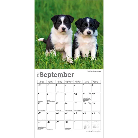 Border Collie Puppies | 2026 7 x 14 Inch (Hanging) Monthly Mini Wall Calendar {4}