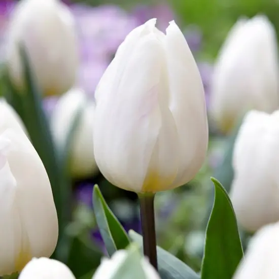 White Flag Triumph Tulip 7 Bulbs - 12/+ cm Bulbs {1}