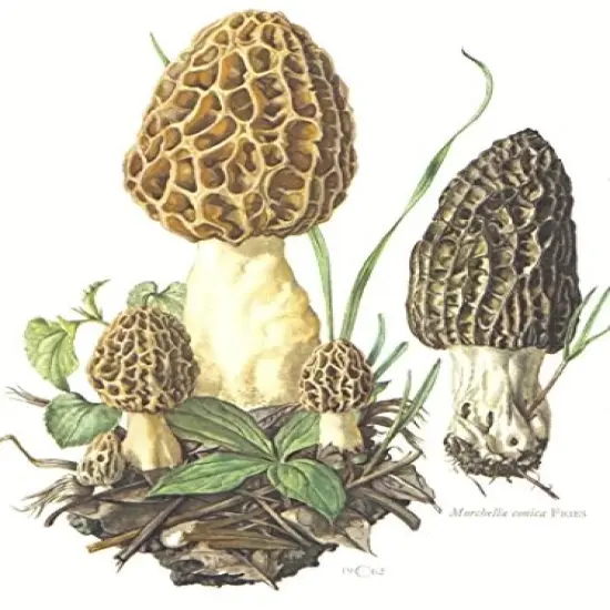 1/4 Sheet Cake - Close up Morel Mushrooms Birthday - Edible Cake or Cupcake Topper {1}