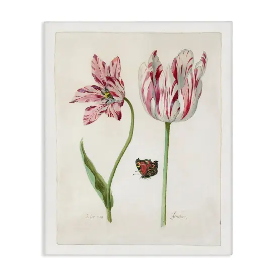 Stupell Industries Classic Tulip & Butterfly Canvas Wall Art Design by Jacob Marrel {1}