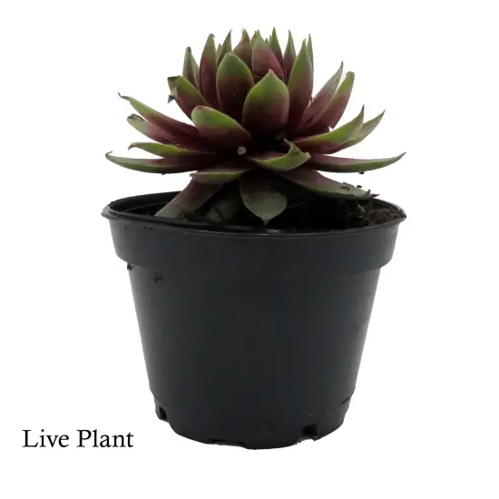 Chick Charmlettes&reg; Rowdy Rudy - Sempervivum - 2" Pot {2}