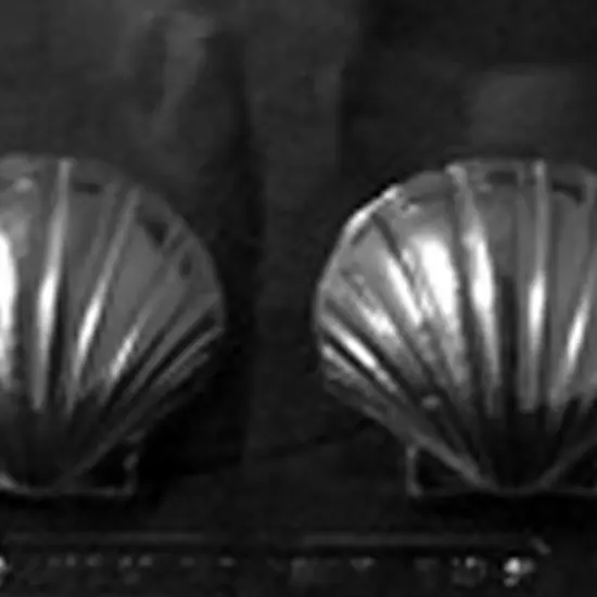 Large Shells Chocolate Mold for Elegant or Beach Party Treats {2}