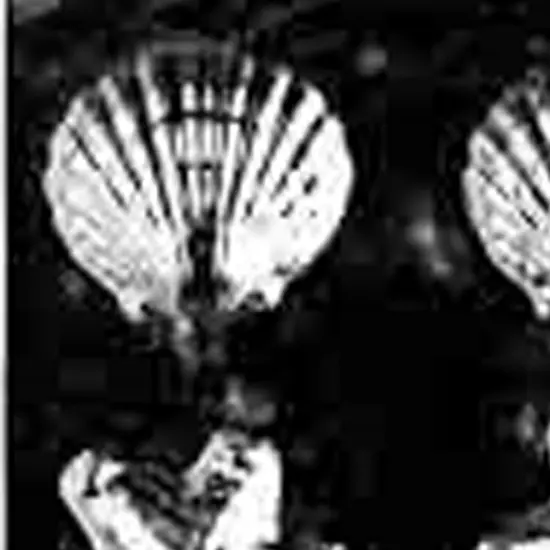 Nautical Assortment Chocolate Mold for Beach Parties {4}