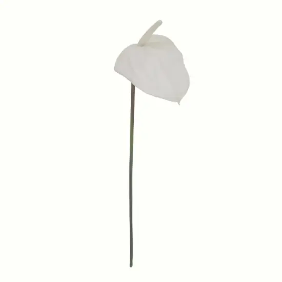 29" Anthurium - 4 PACK {5}