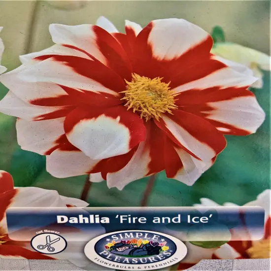 Fire and Ice Anemone Flowering Dahlia - #1 Size Root Clump - Bold Pattern {1}