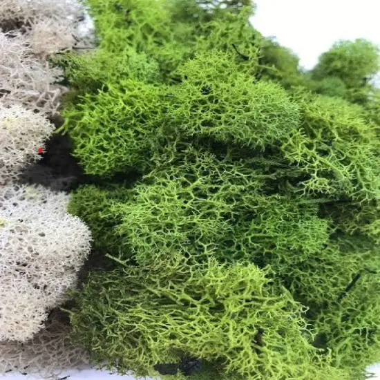 MOSS - Preserved Reindeer MOSS - Dark Green Natural Spring MIX {7}