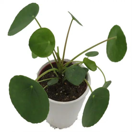 Chinese Money Plant -Pass It On Plant- Pilea peperomioides-4" Ceramic Pot {2}