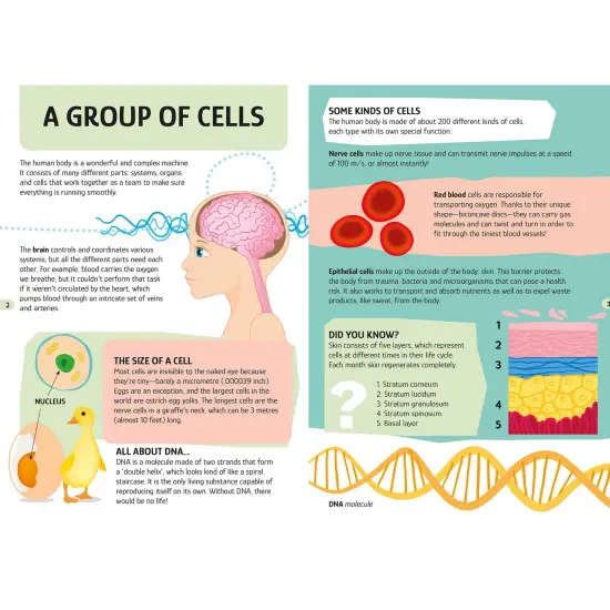 Sassi: Travel, Learn & Explore - The Human Body - 200pc Shaped Puzzle & 32-Page Book, Educational Set, Facts About Bodily Systems, (N.E. 2024) Kids 6+ {5}