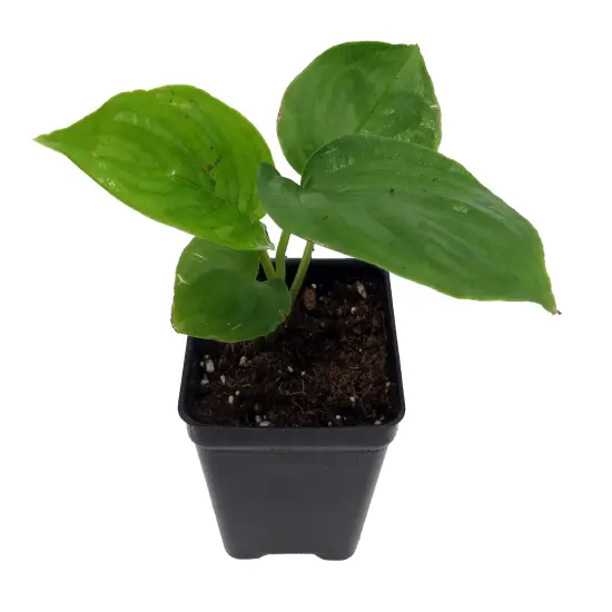 Rare Black Bat Plant -Tacca chanterii - Exotic Houseplant - 2.5" Pot {4}