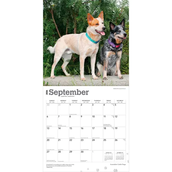 Australian Cattle Dogs | 2026 12 x 24 Inch (Hanging) Monthly Square Wall Calendar | Plastic-Free {4}