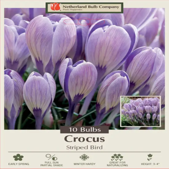 Striped Bird Snow Crocus - 10 Bulbs - 5/+ cm Bulbs {1}