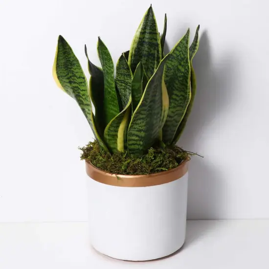 Artificial Moss : 60g Artificial Green Fake Moss for Crafts Decorative Artificial Faux Moss for Plant Craft Flower Garden Wedding Christmas Table Centerpieces Decor {5}