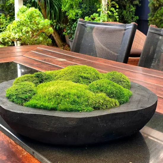 Preserved Pole Moss Pillow Bun Cushion Natural Green Decorative Real Natural Green DIY Kit Terrariums Gardenning Art Wall Decor Florist Decor Easter Table Wedding {2}