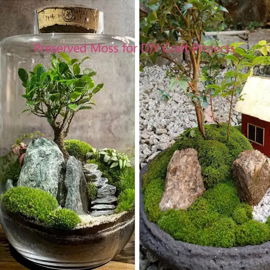 Preserved Moss Bulk Green Natural Preserved Pole Moss Pillow for Potted Plants 2.5 sq.ft Green Moss Balls for Bowls Wall Art Terrariums Crafts Fairy Gardens Easter Table Decor {4}