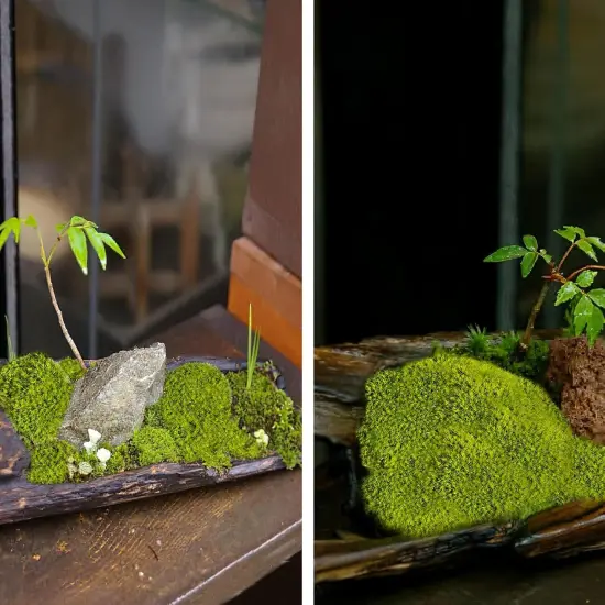 Preserved Pillow Moss Bulk Green Moss Balls for Bowls 2.5 sq.ft Natural Preserved Pole Moss Pillow for Wall Art Terrariums Crafts Fairy Gardens Pot Plants Easter Table Decor Yellow Green {5}