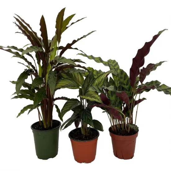 Calathea Assortment - 3 Pack in 4" Pots {1}