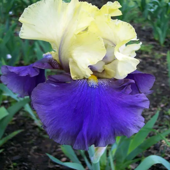 Jurassic Park Bearded German Iris- #1 Bareroot Rhizome - Rebloomer {1}