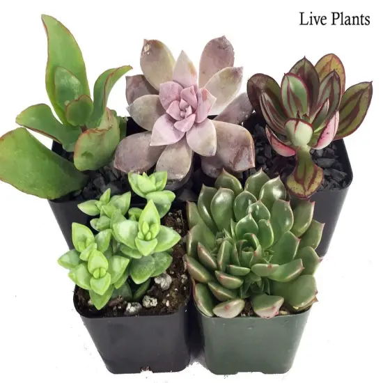 Succulent Terrarium & Fairy Garden Plants - 5 Different Plants in 2" Pots {1}