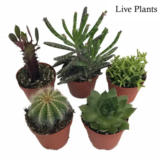 Instant Cactus/Succulent Collection - 5 Plants -Terrarium/Fairy Garden- 2" pots {1}