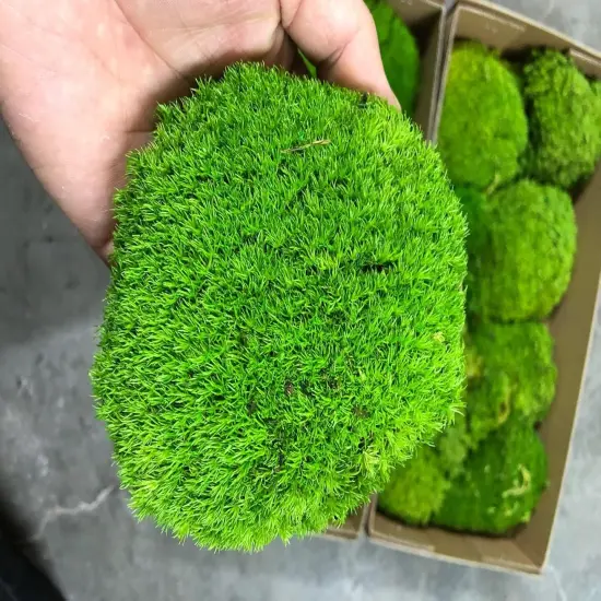 Preserved Pole Moss Pillow Bun Cushion Natural Green Decorative Real Natural Green DIY Kit Terrariums Gardenning Art Wall Decor Florist Decor Easter Table Wedding {1}