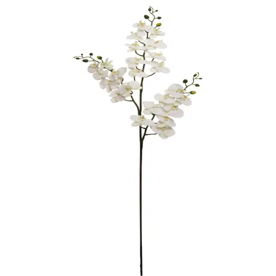 2PC 66"PHALAENOPS X3/24F/18B {1}