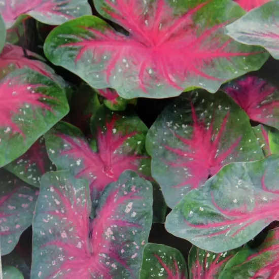 Caladium Party Punch 3 Bulbs -Pink/White/Green {1}