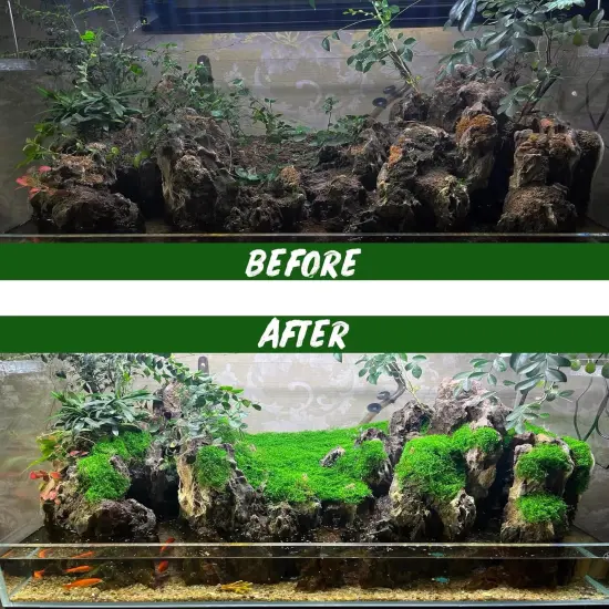 Preserved Moss Bulk Green Natural Preserved Pole Moss Pillow for Potted Plants 2.5 sq.ft Green Moss Balls for Bowls Wall Art Terrariums Crafts Fairy Gardens {4}