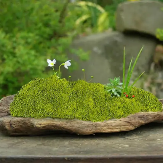 Preserved Pillow Moss Bulk Green Moss Balls for Bowls 2.5 sq.ft Natural Preserved Pole Moss Pillow for Wall Art Terrariums Crafts Fairy Gardens Pot Plants Easter Table Decor Yellow Green {4}