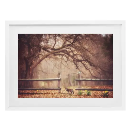 Sly Guy Fox in Forest Framed Print Under Glass Art Brown {7}