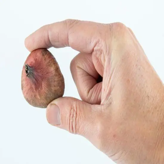 Break O'Dawn Gladiolus 10 Bulbs - 12/14 cm - Two Tone White Blooms - NEW {4}