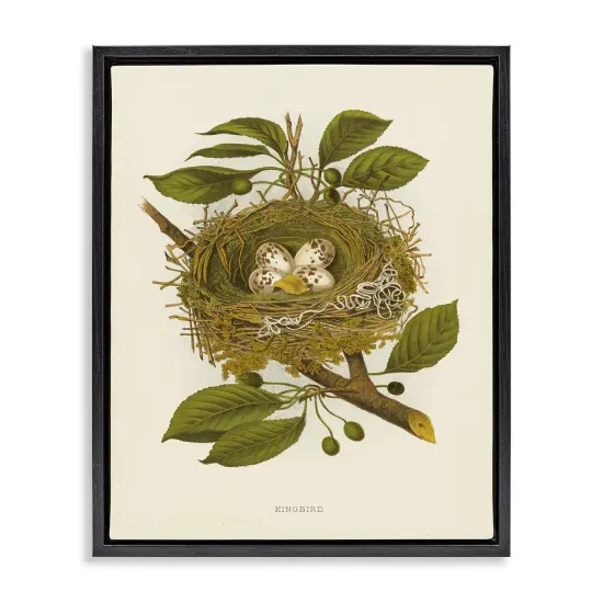 Stupell Industries Birdnest with Spotted Eggs Floater Framed Canvas Wall Art Design by Tina Higgins Designs, Inc. {1}