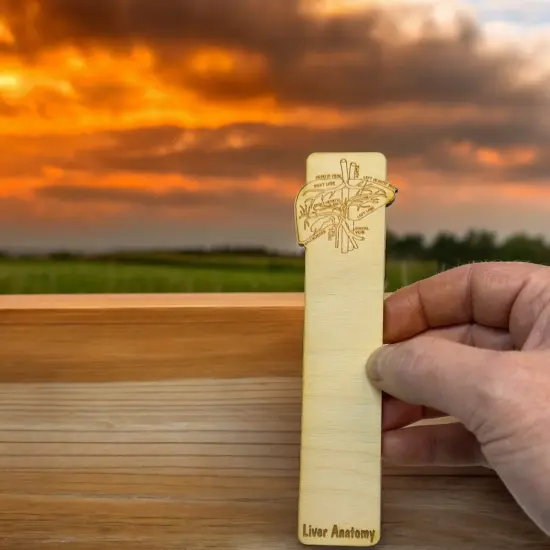 Bookmark - Liver Anatomy - Birch wood {5}
