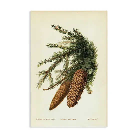 Stupell Industries Spruce & Fir Cones Canvas Wall Art Design by Tina Higgins Designs, Inc. {1}