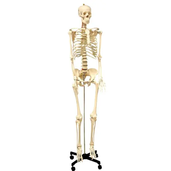 Life Size Human Skeleton Model with Key, Rod Mount {1}