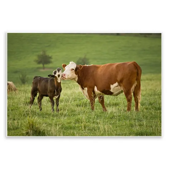 Stupell Industries Cow & Calf Preening Wall Plaque Art Design by Marty Hulsebos {1}