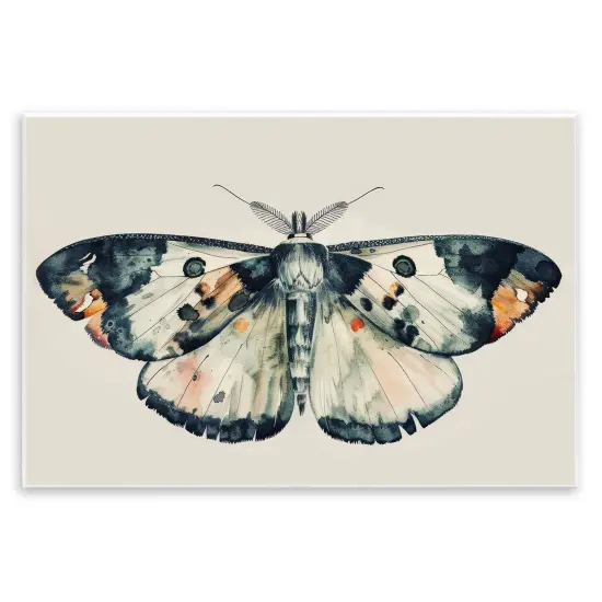Stupell Industries Watercolor Black Trimmed Moth Wall Plaque Art Design by Petal Prints Design {1}