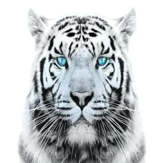 White Tiger with Blue Eyes Edible Cake Topper-1/4 Sheet {1}