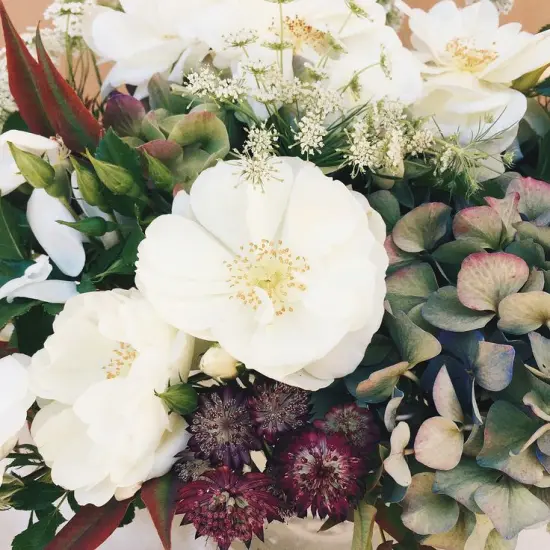 Dolce by Dolce & Gabbana type - Premium Fragrance Oil {1}