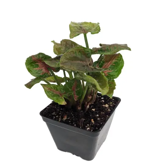 Pink Fairy Arrowhead Plant - Syngonium - Nepthytis - 2.5" Pot - Fairy Garden {1}