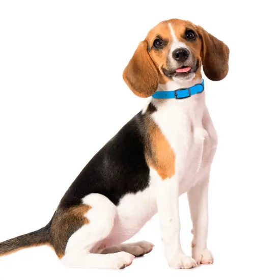 MiMu Small Silicone Dog Collar - Blue 18in Stylish Dog Collar with Prong Buckle {7}