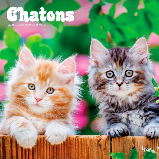 Chatons | 2026 12 x 24 Inch (Hanging) Monthly Square Wall Calendar | French Language {1}