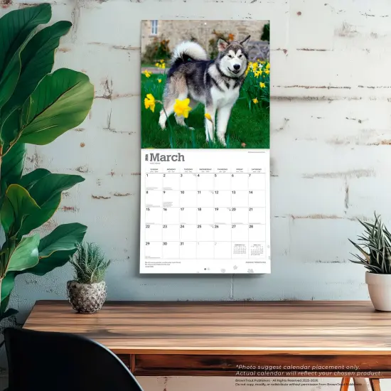 Alaskan Malamutes | 2026 12 x 24 Inch (Hanging) Monthly Square Wall Calendar | Plastic-Free {5}