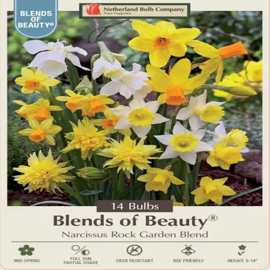 Rockgarden Narcissus Mix 14 Bulbs - 12/14 cm Bulbs {1}