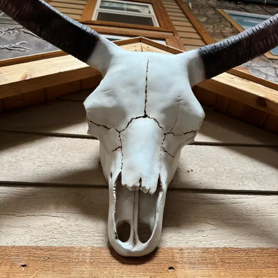 Small Bull Skull Life Size Statue {4}
