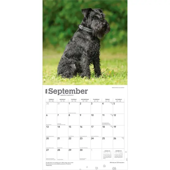 Miniature Schnauzers | 2026 12 x 24 Inch (Hanging) Monthly Square Wall Calendar | Plastic-Free {4}